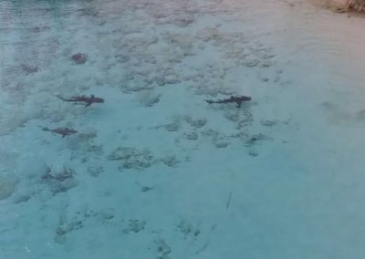 Drone flagra criança mergulhando com quatro tubarões