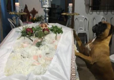 Cadela visita túmulo da dona após emocionar a todos no seu velório