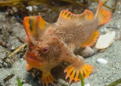 Peixe que caminha no mar é encontrado no sudeste australiano