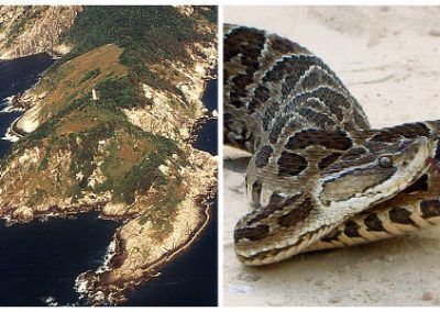 Ilha brasileira tem segunda maior concentração de cobras do mundo