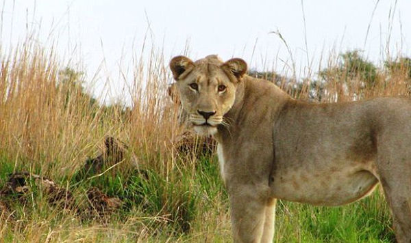 Turista é morta por leoa em reserva após ignorar avisos de segurança