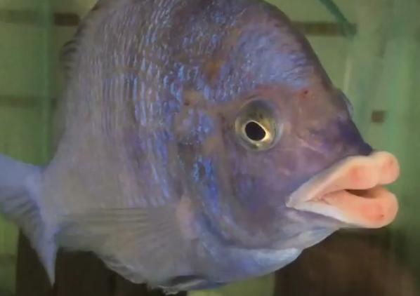 Peixe com ‘lábios humanos’ impressiona em aquário