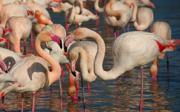 Resort nas Bahamas oferece emprego para curtir com flamingos