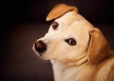 Cachorros criam vínculos com estranhos após 10 minutos, diz estudo