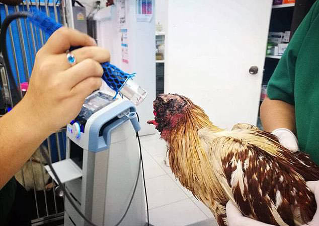 Mesmo sem cabeça, galinha sobrevive e é adotada por veterinária