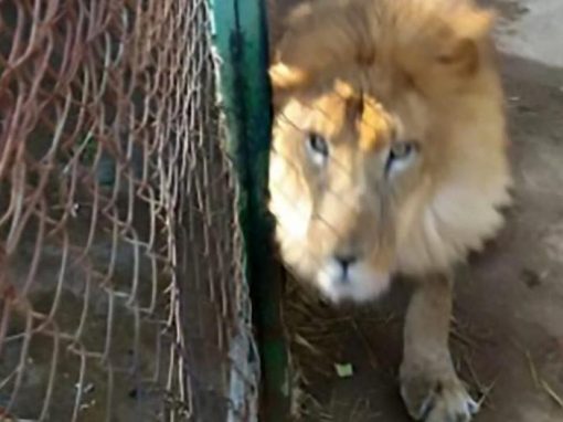 Funcionário de zoo é morto por leão após esquecer jaula aberta