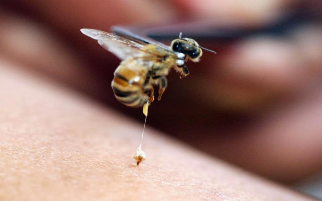 Mulher morre após picada de abelha em tratamento alternativo