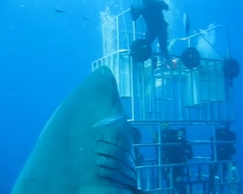 Veja o maior tubarão branco já filmado