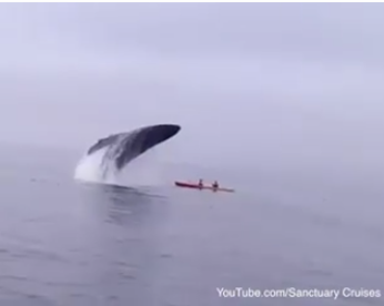 Baleia salta da água em cima de caiaque