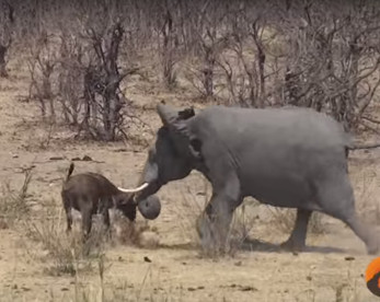 Vídeo flagra momento raro de elefante atacando búfalo (cenas fortes)