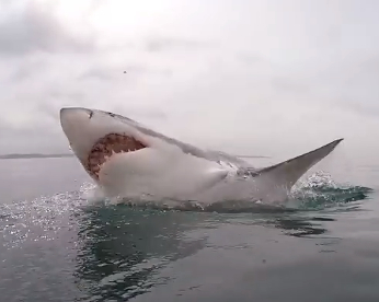 Turismo de tubarão: mergulhos na África do Sul fazem sucesso na web e dão lição ao Recife