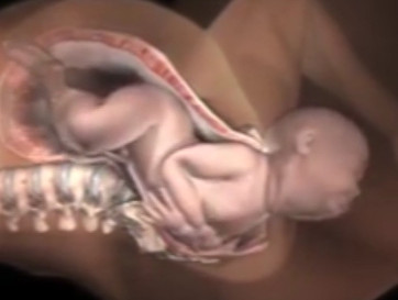 Animação incrível mostra tudo que ocorre no corpo de mãe e bebê durante nascimento