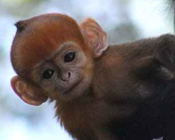 Raro macaco laranja nasce em zoológico de Sydney, na Austrália