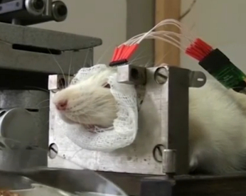 Ratos estão sendo treinados para achar explosivos, na Rússia