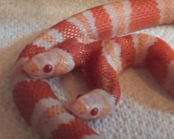 Vídeo mostra incrível cobra albina de duas cabeças