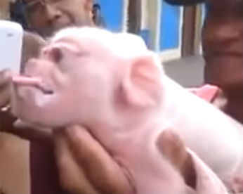 Porco com cabeça de macaco causa espanto em Cuba
