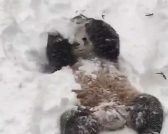 Nada de preocupação. Para o panda Tian Tian a nevasca nos EUA é motivo de diversão
