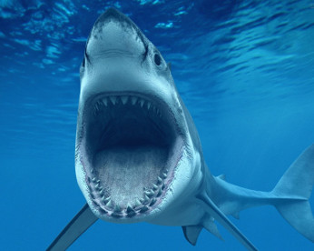 Fotografia mostra suposto maior tubarão branco já registrado, na Austrália