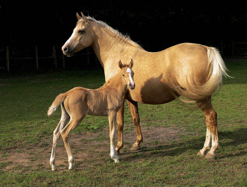 Proprietário de cavalo terá que indenizar em R$ 10 mil criança atingida por coice, em Minas Gerais