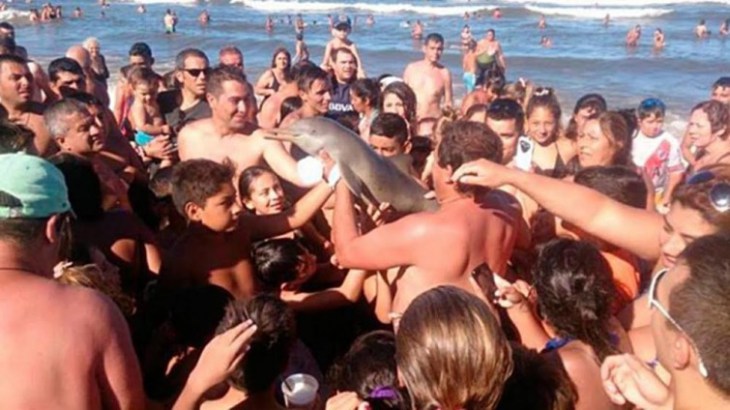 Por selfies, banhistas tiram bebê golfinho da água, que acaba morrendo