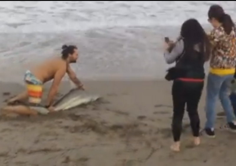 Vídeo flagra homem arrastando tubarão na areia para tirar fotos, nos EUA