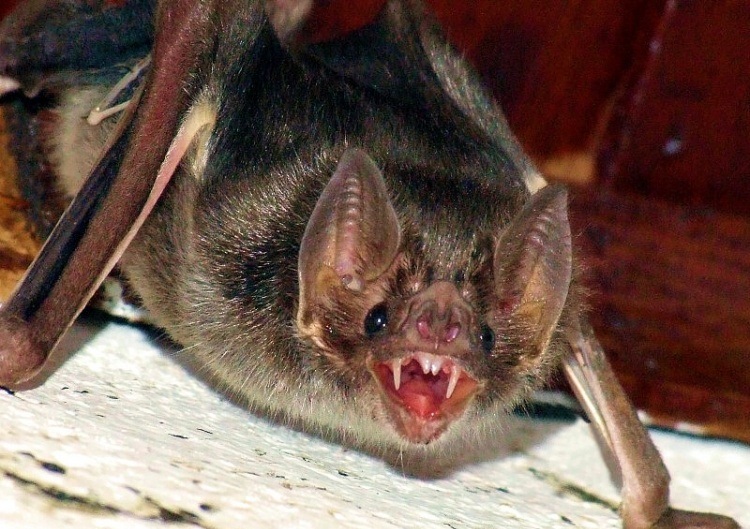 Ataques de Morcegos Vampiros matam 12 crianças no Peru