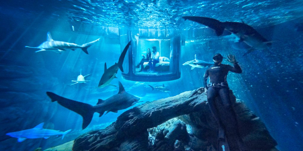 Airbnb oferece hospedagem em quarto rodeado de tubarões