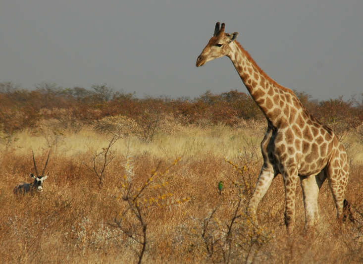 Girafa entra na lista de animais em extinção