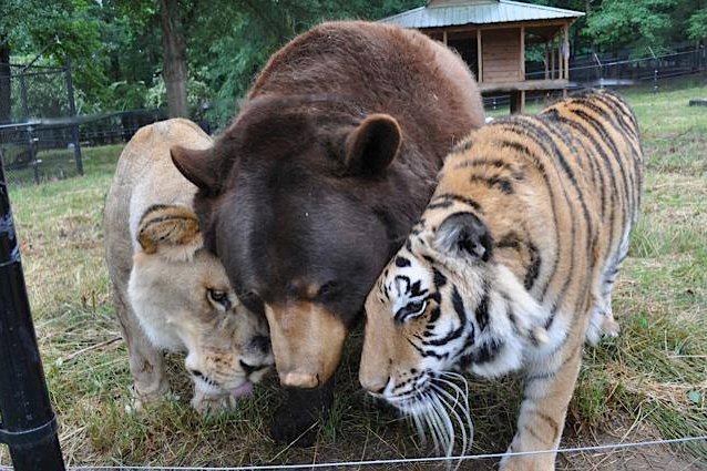 Urso, leão e tigre são melhores amigos nos EUA