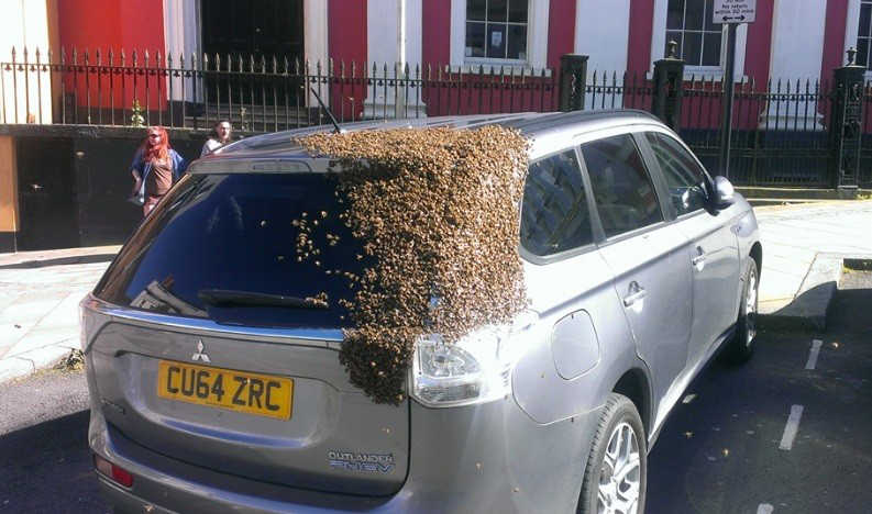 Enxame segue carro após a abelha rainha ficar presa dentro do porta-malas