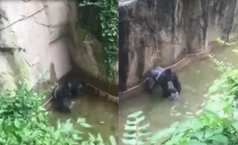 Garoto cai em jaula e gorila é morto a tiros no resgate, em zoológico dos EUA