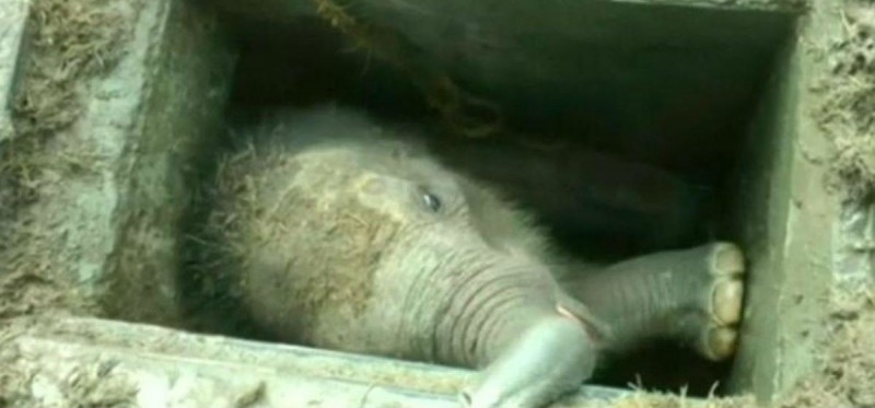 Elefante bebê é resgatado após cair em fossa