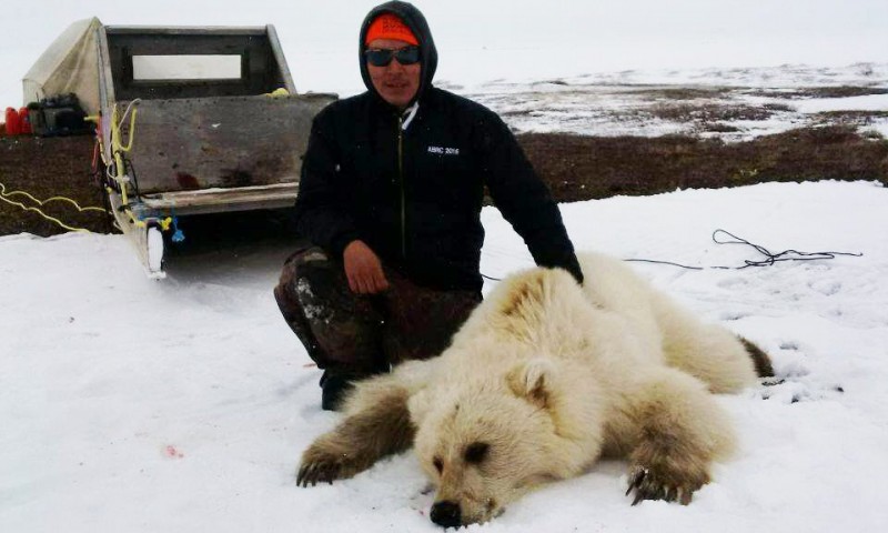 Raro urso híbrido é abatido por caçador, no Canadá