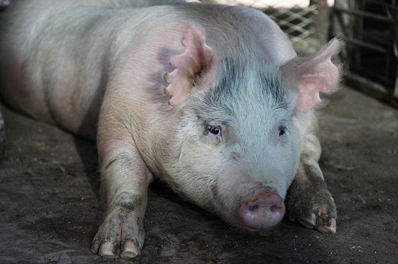 Em porcos, cientistas criam órgãos humanos para transplante