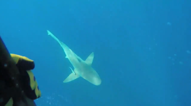 Mergulhador é cercado por tubarões e registra em vídeo