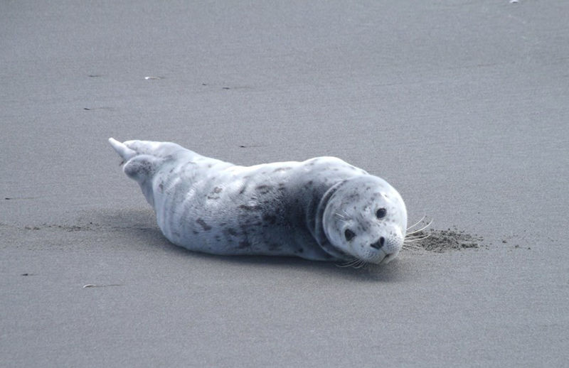 Filhote de foca morre após ser levado da praia em sacola plástica