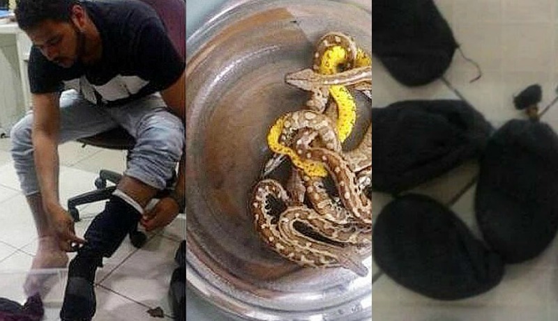 Homem é detido ao tentar levar 10 cobras dentro da calça em avião