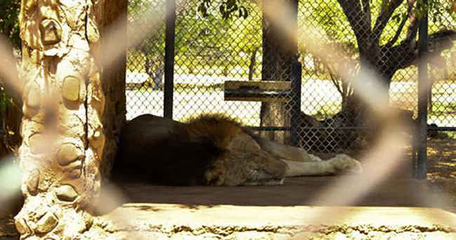 Animais são abandonados em zoo da Venezuela e 50 morrem de fome