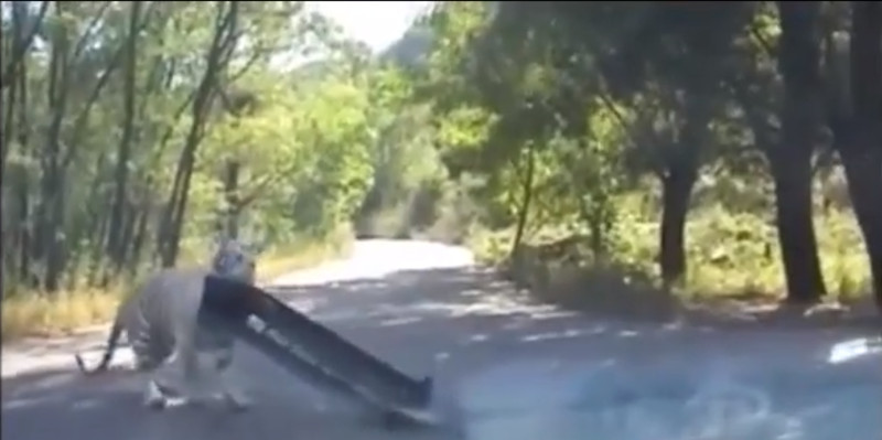 Vídeo mostra ataque de tigre a automóvel em parque chinês