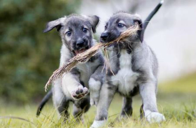 Nascem primeiros cãezinhos gêmeos idênticos do mundo
