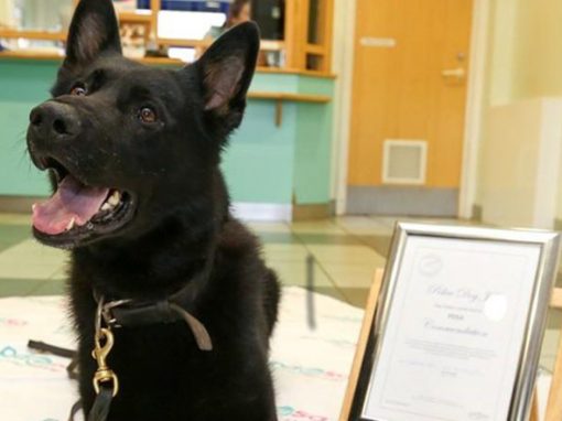 Cão policial ganha prêmio por capturar ladrão armado