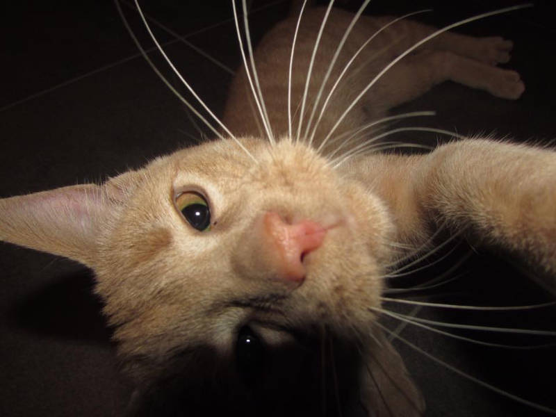 Aplicativo permite que animais façam selfies