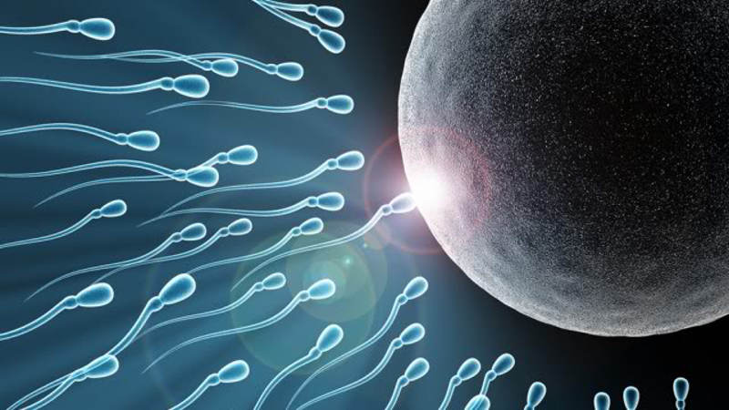 Produção de espermatozoides cai mais de 50% no mundo