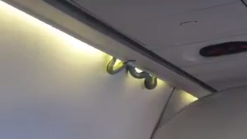 Cobra venenosa assusta passageiros durante voo