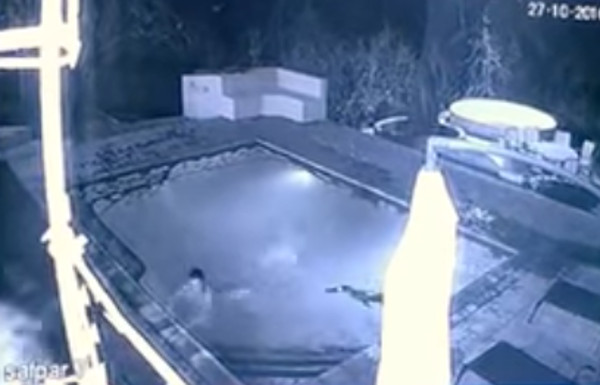 Vídeo flagra crocodilo atacando casal dentro de piscina