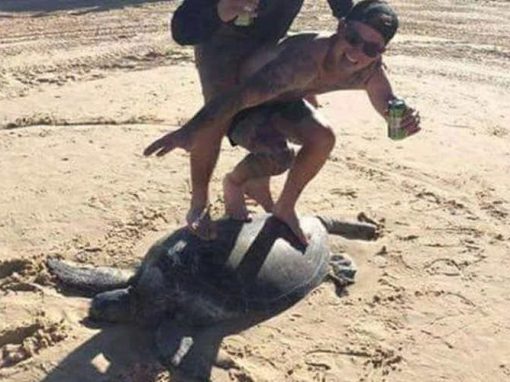 Homens “surfam” em tartaruga marinha e posam para foto
