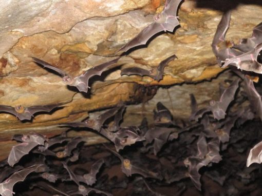 Morcegos se alimentam de sangue humano em Buíque