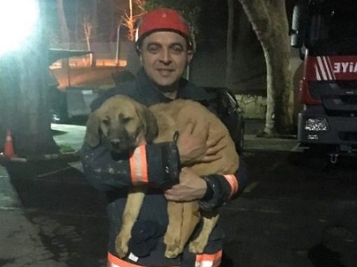 Força-tarefa resgata cachorro em poço de 70 metros