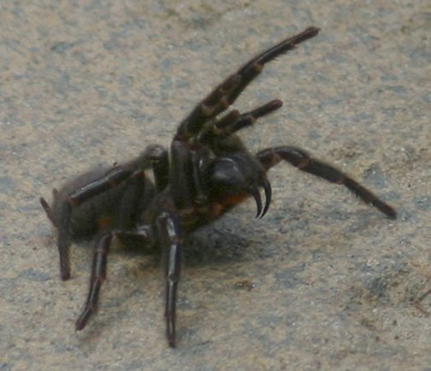 Veneno de aranha diminui risco de sequela de AVC