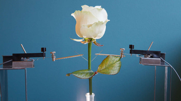 Cientistas criam flor ciborgue para produzir sistema de computadores